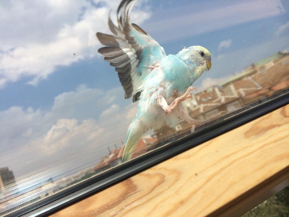 Parrot visiting Imagga's office